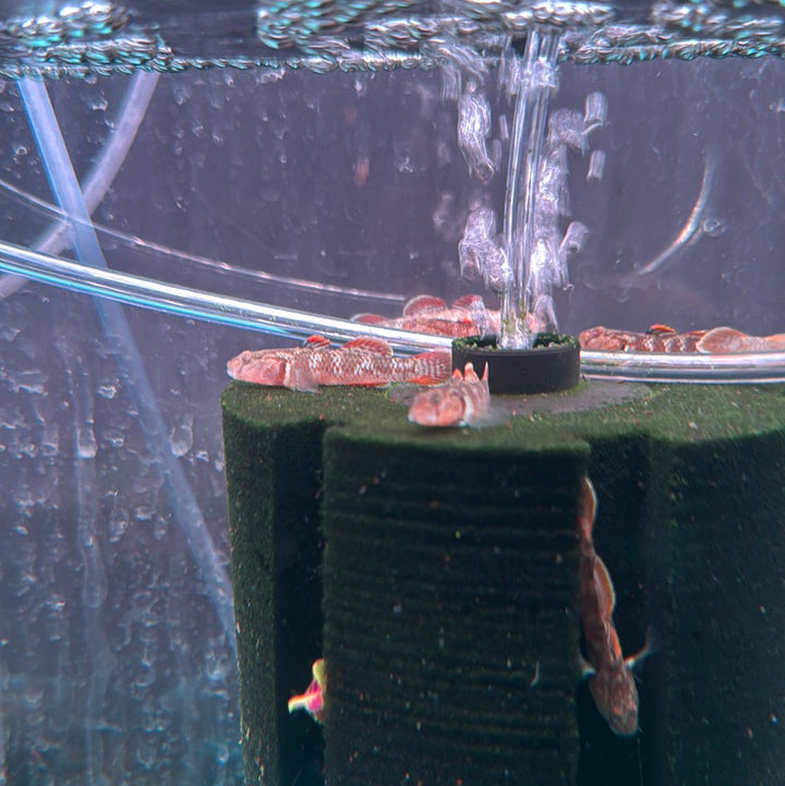 Scarlet goby( Rhinogobius Zhoui )