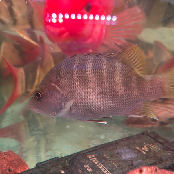 Papua Black bass (Lutjanus goldiei)