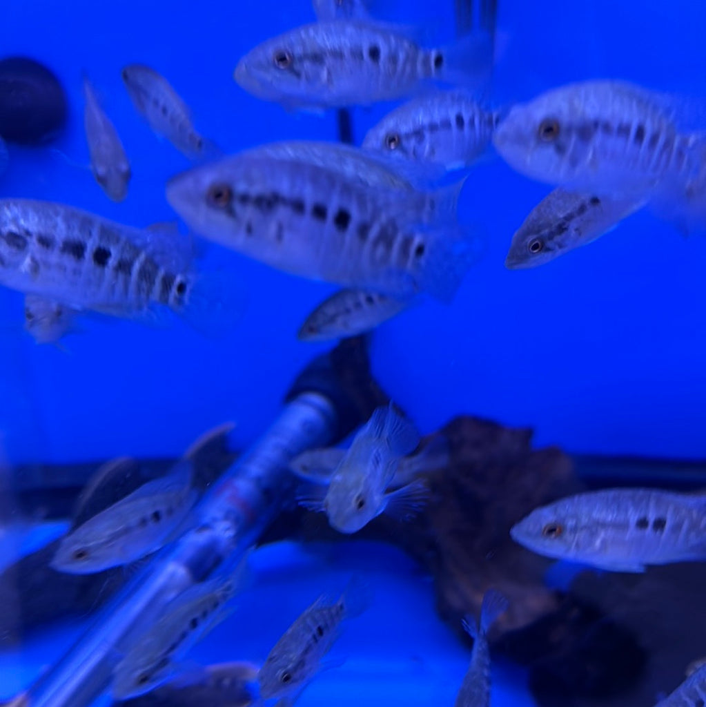 Managuense Cichlid (Parachromis managuensis)