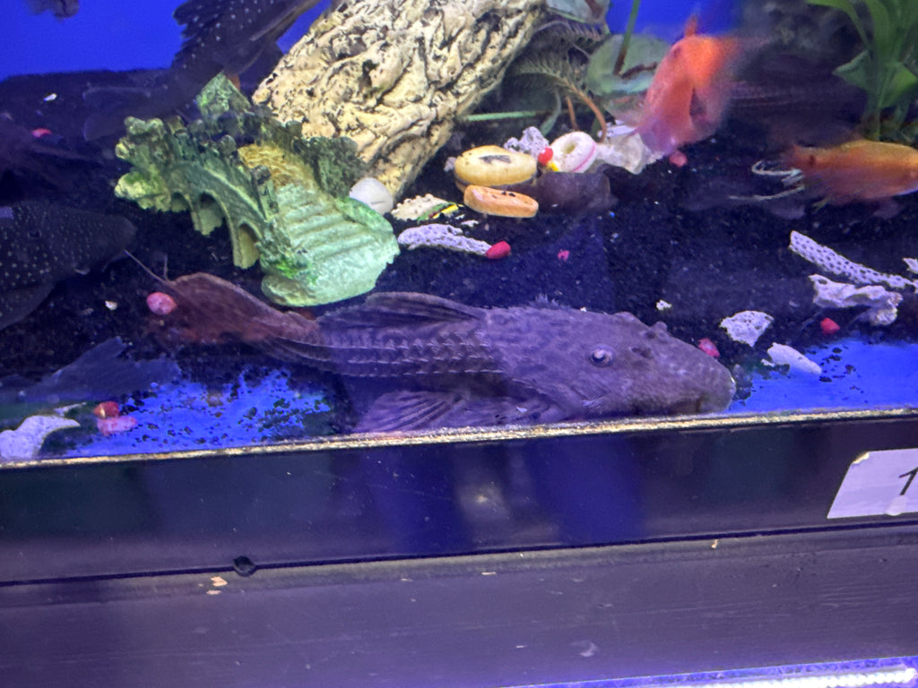 L186 Giant Black Cactus Pleco (Pseudacanthicus Major)