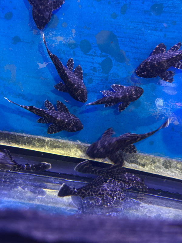 Gibbiceps Pleco (Pterygoplichthys gibbiceps)