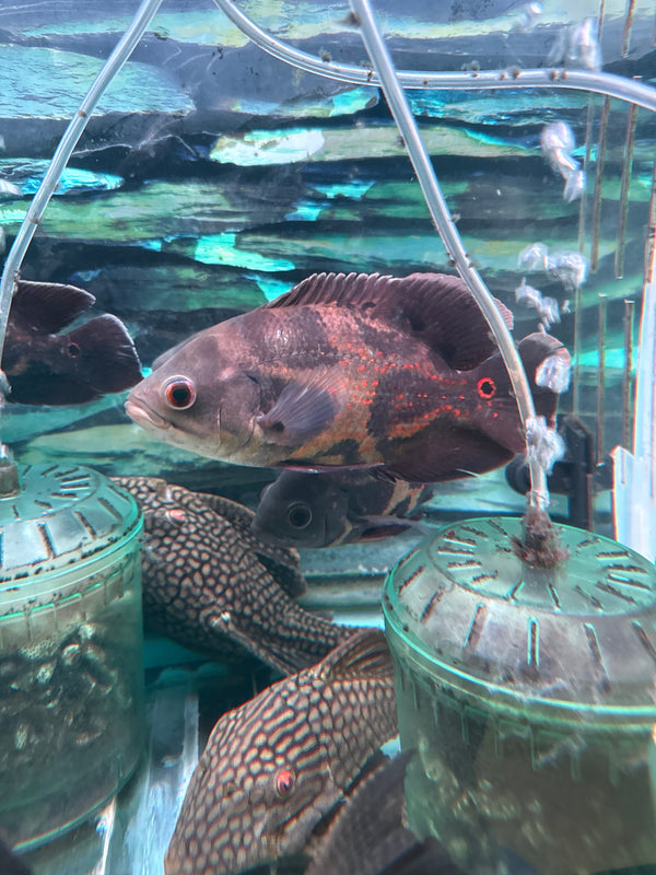 Wild Oscar (Astronotus ocellatus)