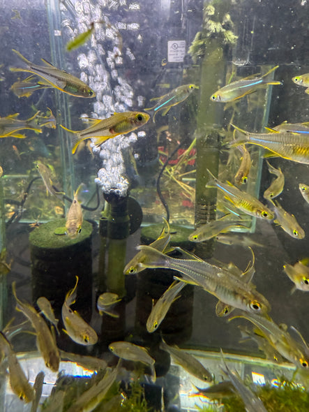 Celebes Rainbow (Marosatherina ladigesi)