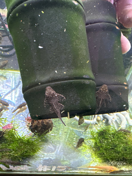 HoneyComb Bristlenose pleco (Ancistrus sp.)