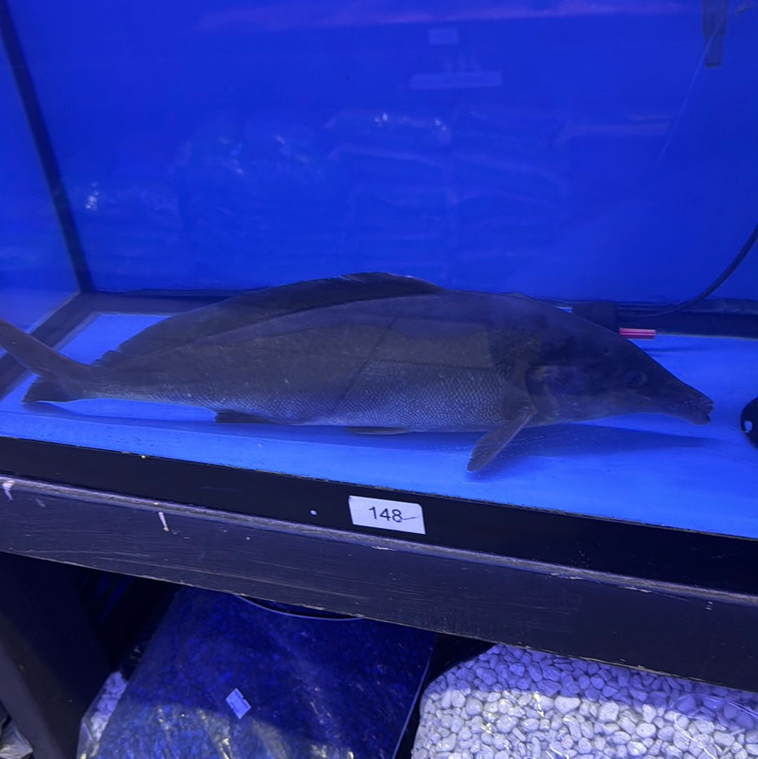 Dolphin whale fish (Mormyrus Rume) – monsteraquariumonline