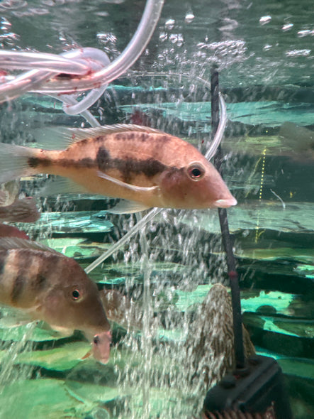 Pellegrinii Geophagus eartheater( Geophagus Pellegrini )