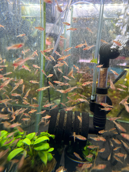 Phoenix Rasbora (Boraras merah)