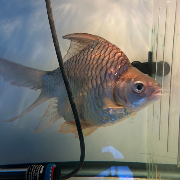 Shortbody Golden belly barb ( Hypsibarbus Wetmorei)