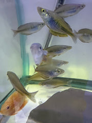 Fasinensis Rainbow ( Melanotaenia Fasinensis )