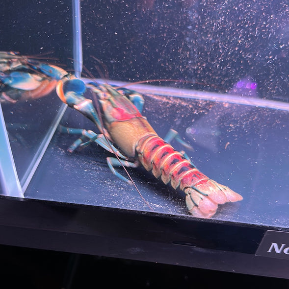 Warsamson Crayfish (Cherax Boesemani)