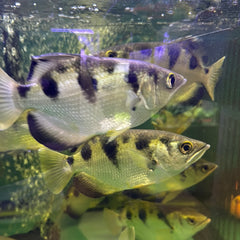 Archer Fish (Toxotes jaculatrix)