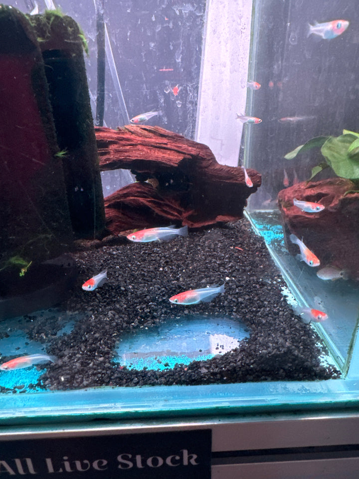 Medaka Red Cap rice fish (Oryzias Latipes)