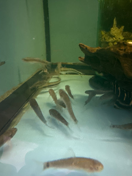 Doctor Fish ( Garra Rufa )