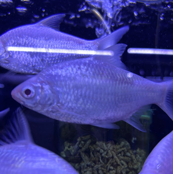 Platnium snow albino Tinfoil Barb (Barbonymus schwanenfeldii)