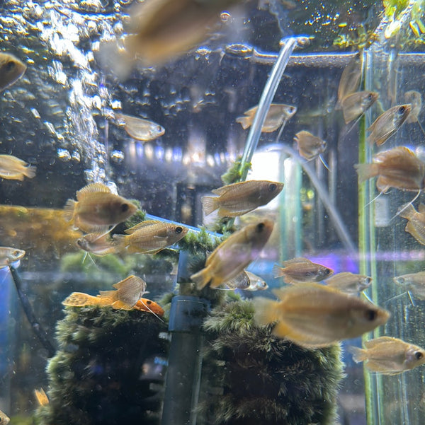 Honey Gourami ( Trichigaster Chuna )