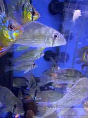 Taeniopareius Eartheater ( Geophagus Taeniopareius )