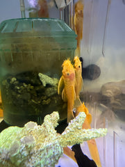 Blue eyed Bristlenose pleco (Ancistrus sp.)