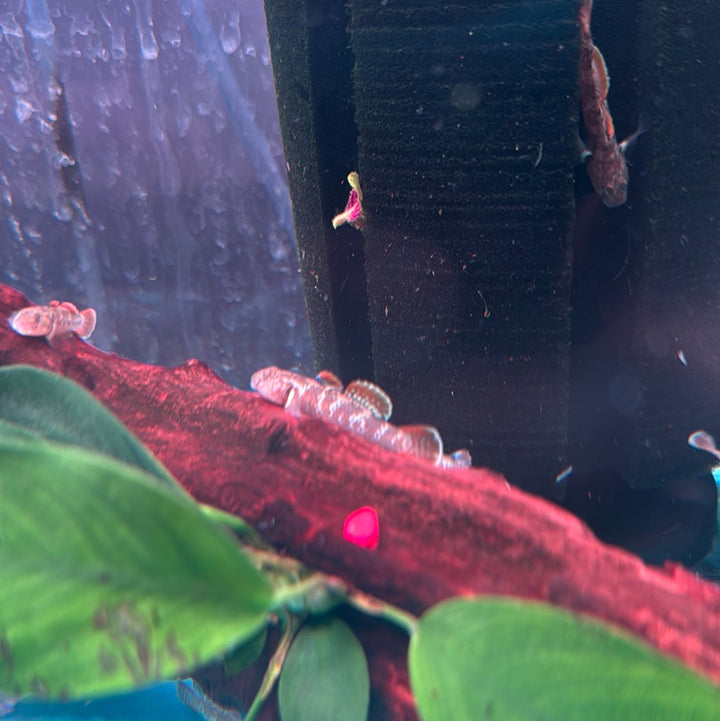 Scarlet goby( Rhinogobius Zhoui )