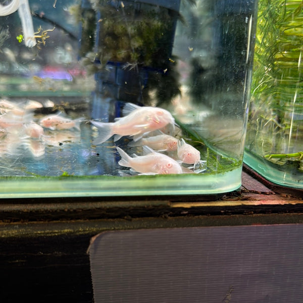 Albino Panda Cory (Corydoras panda)