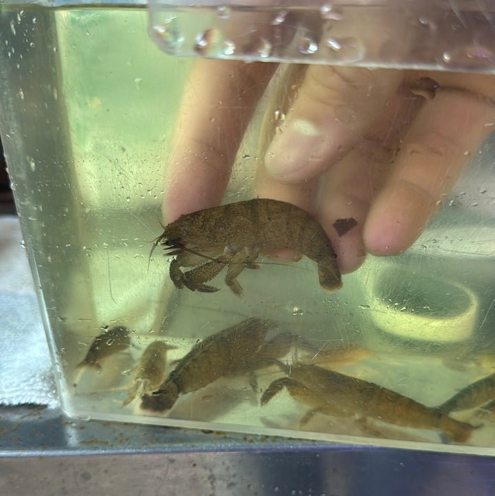 Cameroon Atya vampire Shrimp (Atya gabonensis)