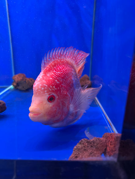 Hybrid Kohaho Flowerhorn parrot