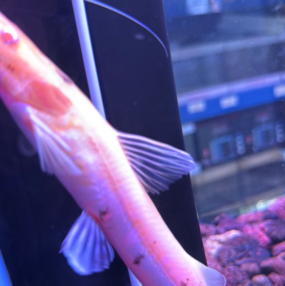 Red eyed Albino Marbled Tiger Shovelnose Catfish (Pseudoplatystoma fasciatum)