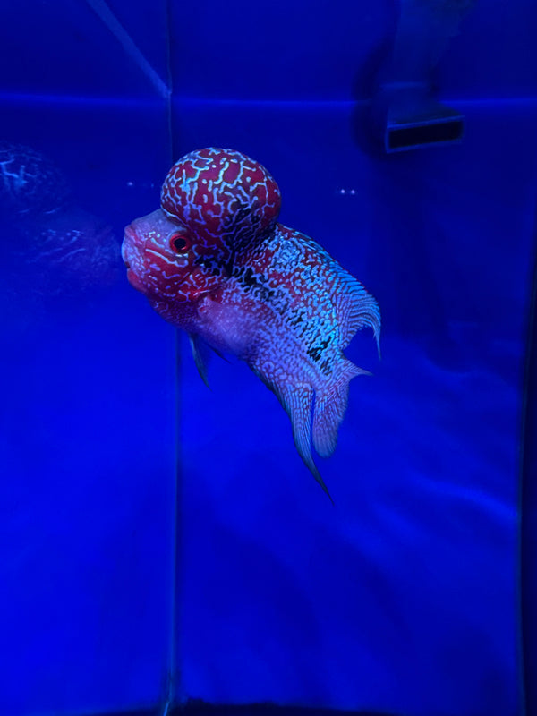 SRD Flowerhorn #7