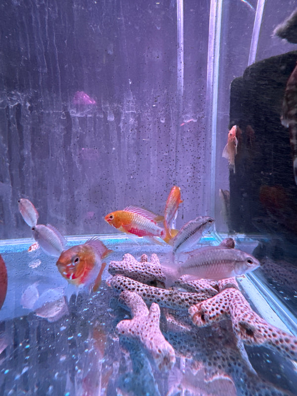 Apistogramma Hongsloi Red Gold Pair ( 1M , 1 F )