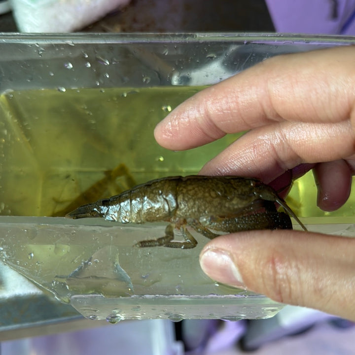 Cameroon Atya vampire Shrimp (Atya gabonensis)