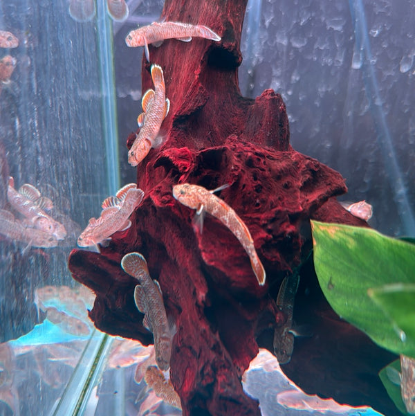 Scarlet goby( Rhinogobius Zhoui )