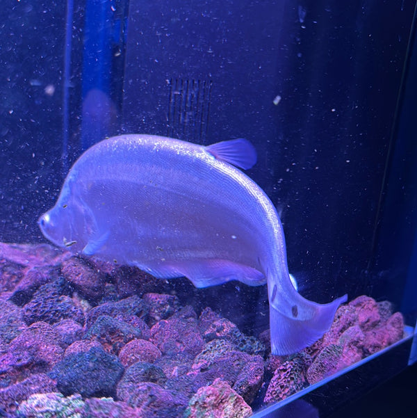 Platinum Clown Knife (Chitala ornata)