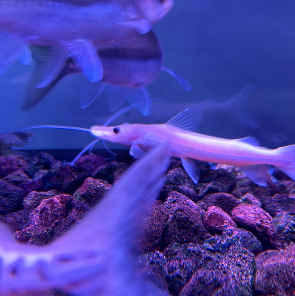 Leucistic Tiger Shovelnose Catfish (Pseudoplatystoma fasciatum)