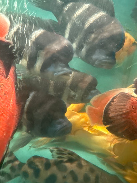 Zaire Blue Moba Frontosa cichlid (Cyphotilapia frontosa)