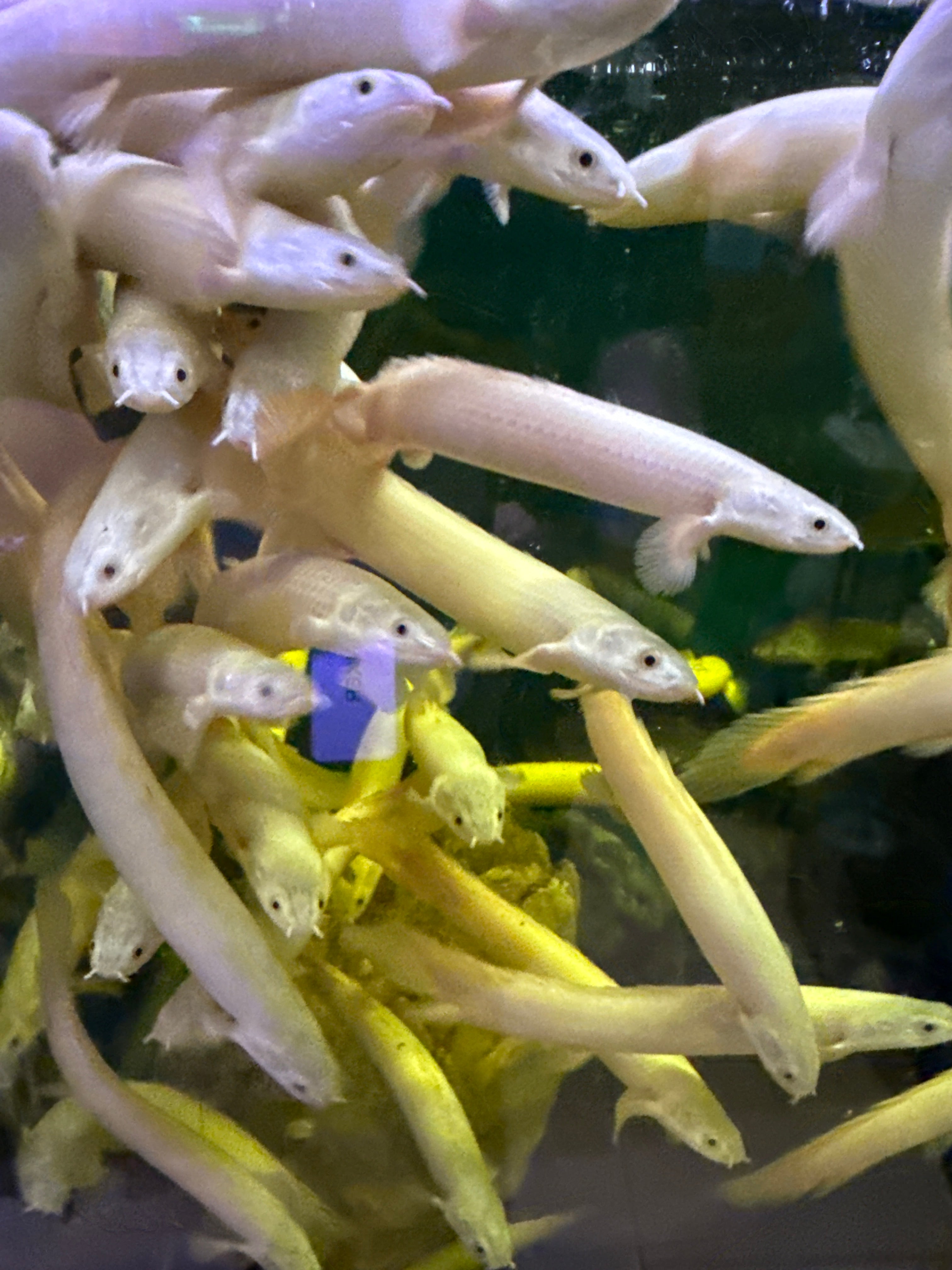 Leucistic Senegal Bichir (Polypterus senegalus) – monsteraquariumonline