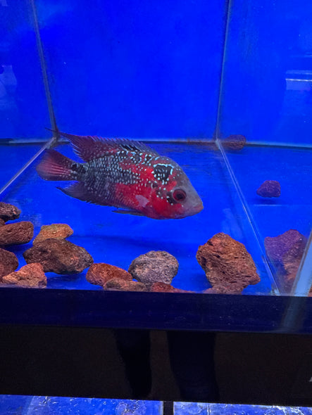 SRD Flowerhorn #03 female