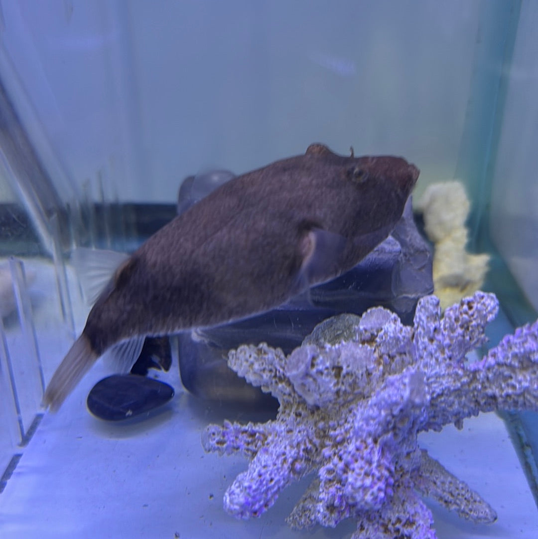 Miurus Puffer (Tetraodon miurus)