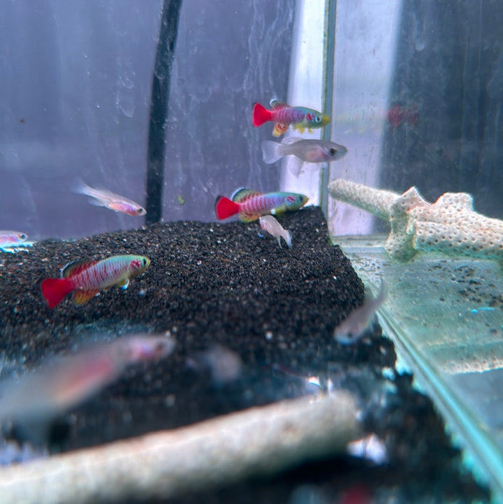Guenther’s Red Tail Killi (Nothobranchius Guentheri) 