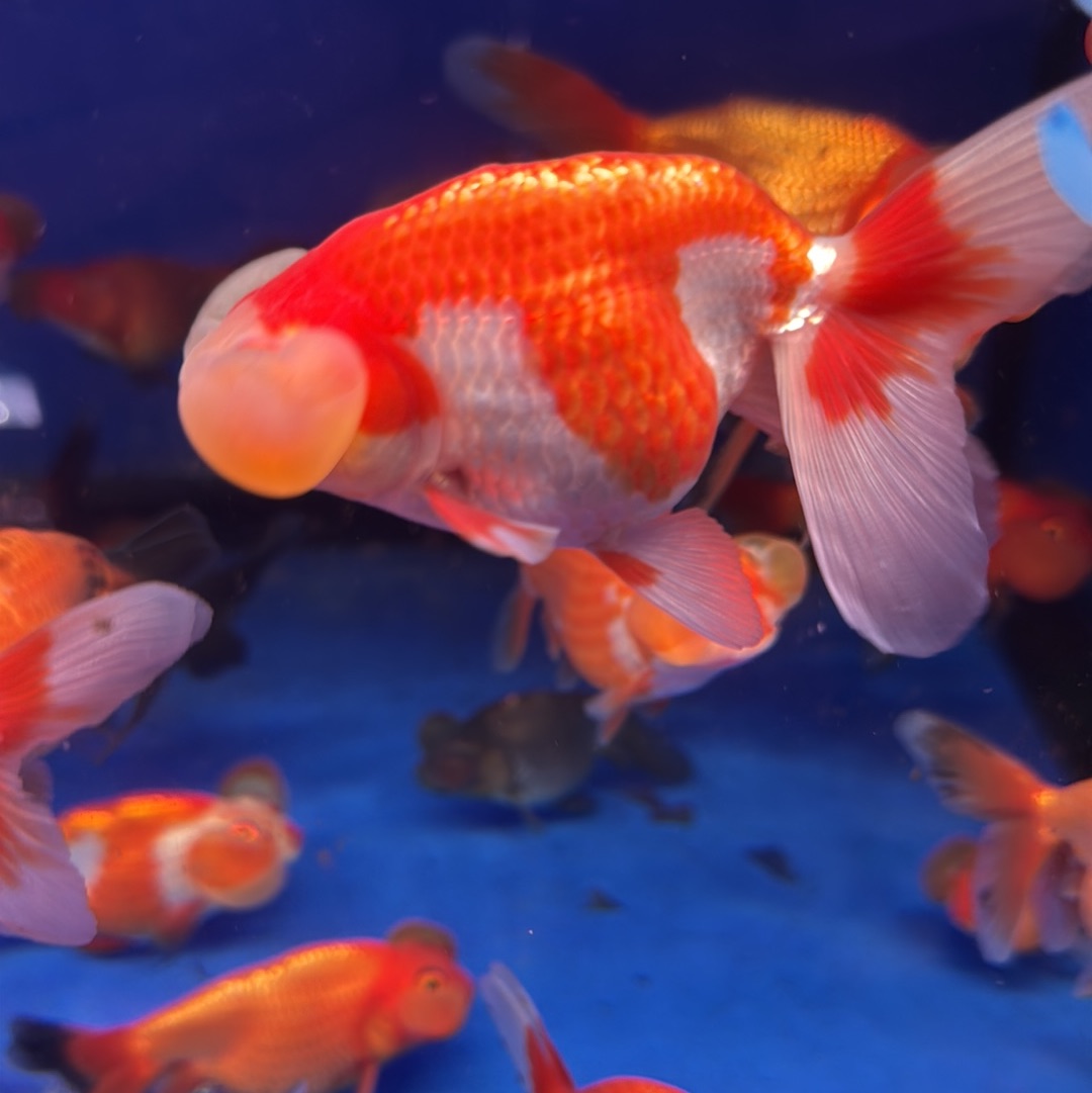 Buy Aquarium Gold Fish For Sale Online Fancy Goldfish For Sale New
