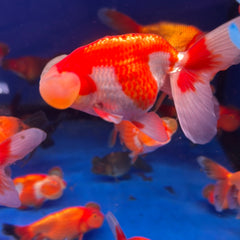 Bubble eye goldfish (Carassius Auratus)