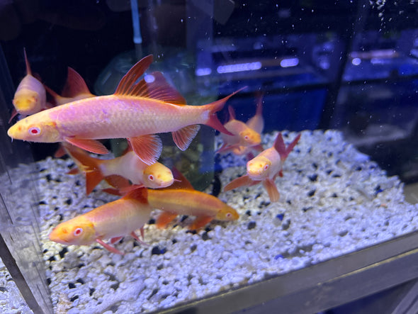 Glo Rainbow Shark (Epalzeorhynchos frenatum)