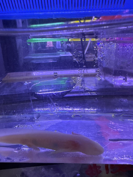 Albino Axolotl (Ambystoma mexicanum)