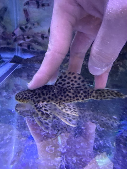 L172 Golden Vampire Pleco (Leporacanthicus Heterodon)