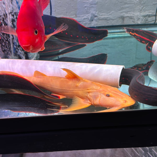Golden Goonch Catfish (Bagarius Yarrelli)