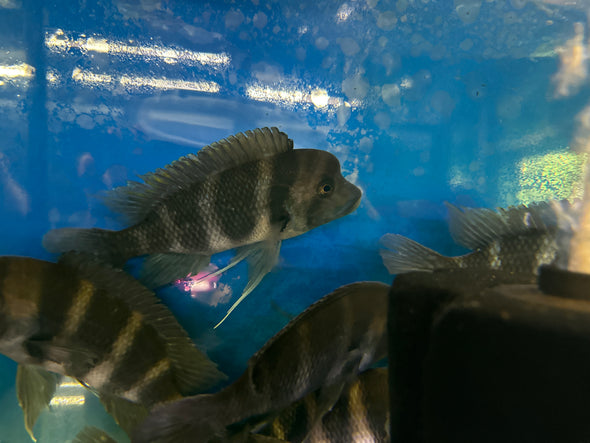 Zaire Blue Frontosa cichlid (Cyphotilapia frontosa)