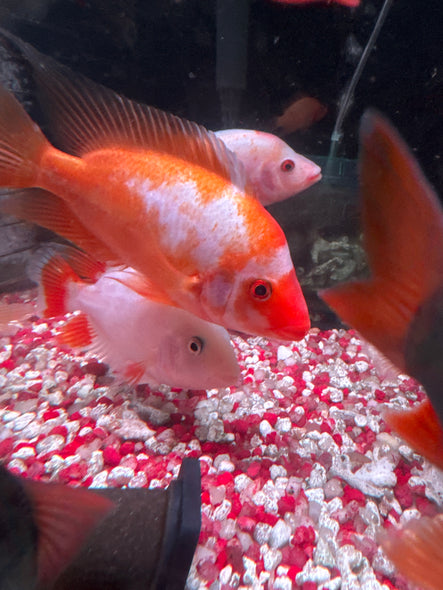 Red Devil Cichlid ( Amphilophus labiatus )