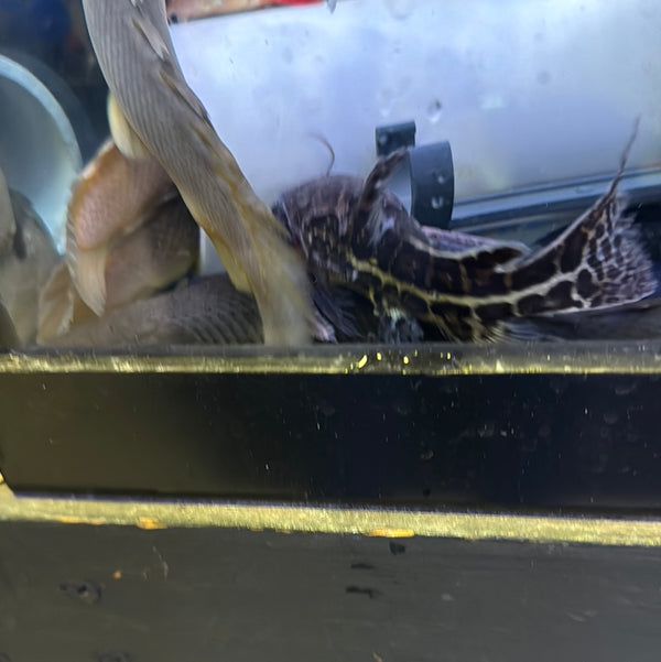 Jaguar Catfish ( Liosomadoras Oncinus )