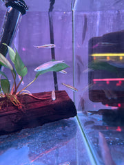 Blue line Rasbora ( Rasbora Sarawakensis )