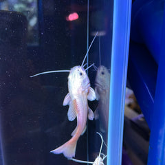 Platinum Redtail Catfish (Phractocephalus hemioliopterus)