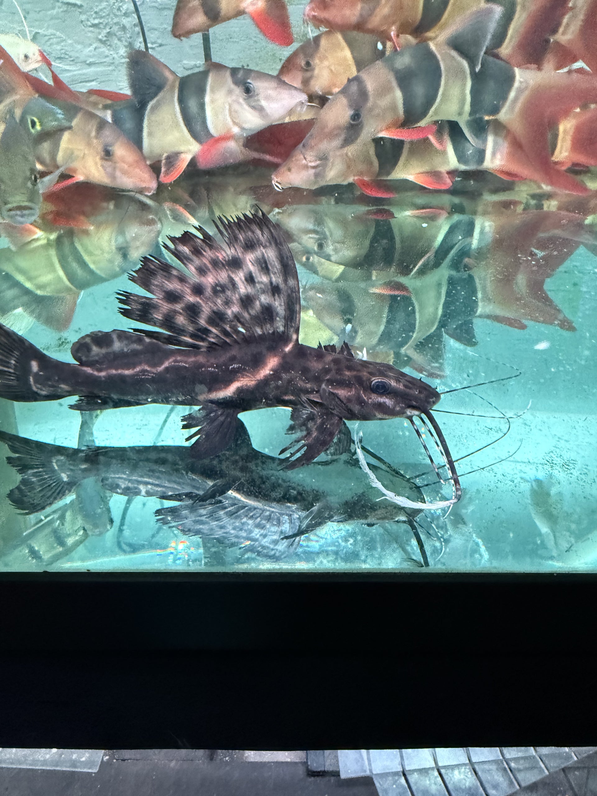 Marbled Sailfin Catfish Leiarius pictus – monsteraquariumonline