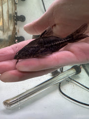 Shortbody Granulated Catfish (Pterodoras granulosus)